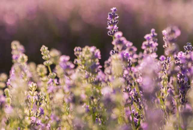 Upclose shot of lavender plant stems